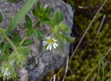 Cerastium comatum – Ahmet Güngör, İzmir