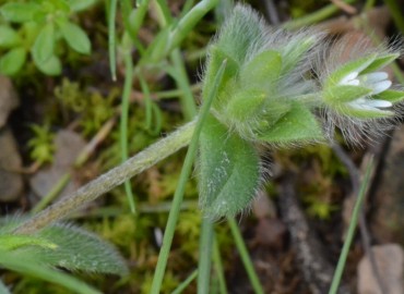 Cerastium comatum – Ahmet Güngör, İzmir