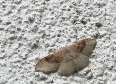 Idaea degeneraria (Hübner, [1799]) – Tolga Coşkun, İstanbul