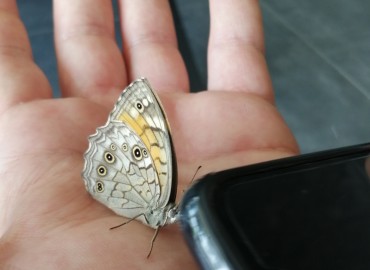 Kirinia roxelana (Ağaç esmeri) – Tolga Coşkun, İstanbul