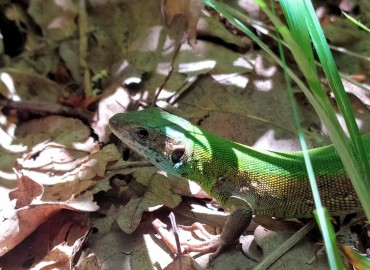 Lacerta viridis (Avrupa yesil kertenkelesi) – Asrın Akıncıoğlu, Kırklareli
