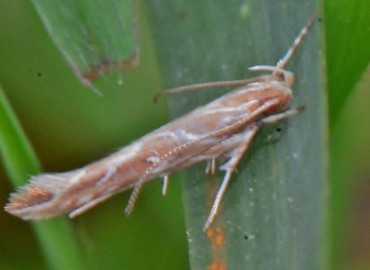 Pyroderces argyrogrammos Zeller, 1847