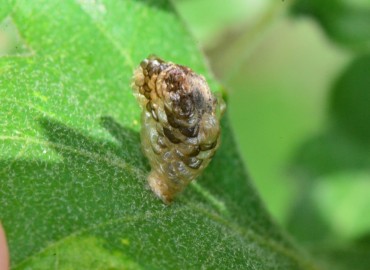 Coleophora vicinella Zeller, 1849 – Ahmet Güngör, Samsun