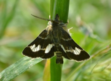 Tretopteryx pertusalis Geyer, [1832] – Ahmet Güngör, İzmir