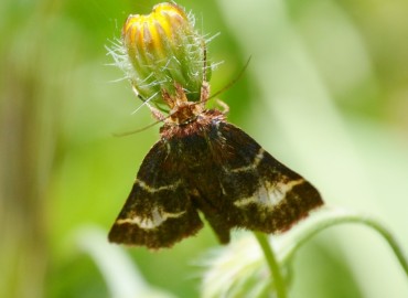 Tretopteryx pertusalis Geyer, [1832] – Ahmet Güngör, İzmir