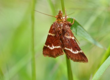 Tretopteryx pertusalis Geyer, [1832] – Ahmet Güngör, İzmir