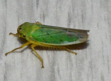 Cicadella viridis (Linnaeus, 1758)