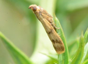 Homoeosoma sinuella (Fabricius, 1794) (Bilinmiyor) – Ahmet Güngör, Samsun