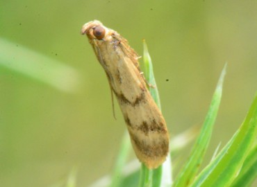 Homoeosoma sinuella (Fabricius, 1794) (Bilinmiyor) – Ahmet Güngör, Samsun