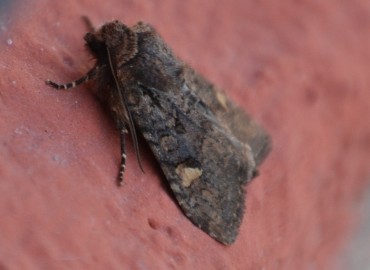 Mamestra brassicae (Linnaeus, 1758) – Ahmet Güngör, İzmir