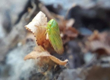 Empoasca decipiens -> Empoasca punjabensis