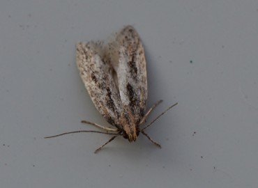 Mirificarma mulinella (Zeller, 1839)