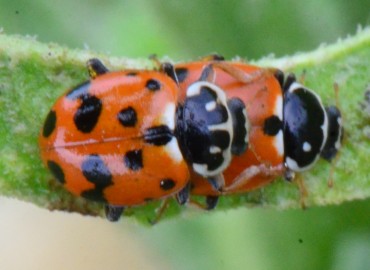 Hippodamia variegata (Goeze, 1777) – Ahmet Güngör, Samsun