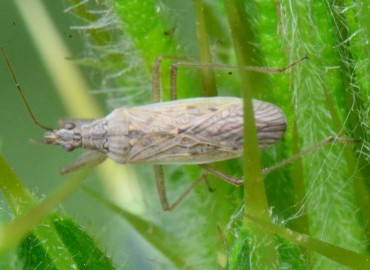 Nabis ferus