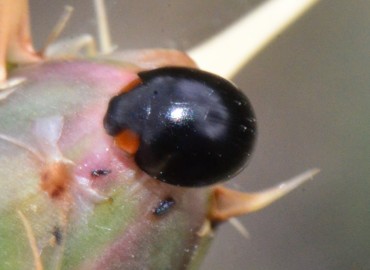 Exochomus nigromaculatus -> Parexochomus nigromaculatus – Ahmet Güngör, Samsun
