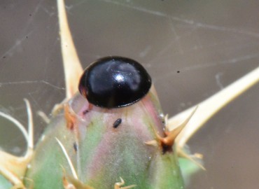 Exochomus nigromaculatus -> Parexochomus nigromaculatus – Ahmet Güngör, Samsun