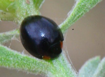 Exochomus nigromaculatus -> Parexochomus nigromaculatus – Ahmet Güngör, Samsun