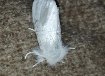 Euproctis chrysorrhoea (Linnaeus, 1758) – Tolga Coşkun, Nevşehir