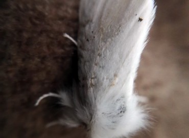 Euproctis chrysorrhoea (Linnaeus, 1758) – Tolga Coşkun, Nevşehir