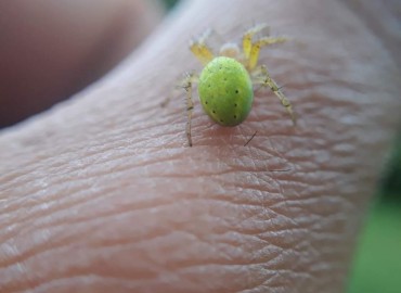 Araniella cucurbitina (Hıyar Örümceği) – Yasin Çalışkan, Konya
