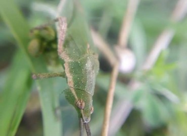 Pyrgomorpha conica (Olivier, 1791)