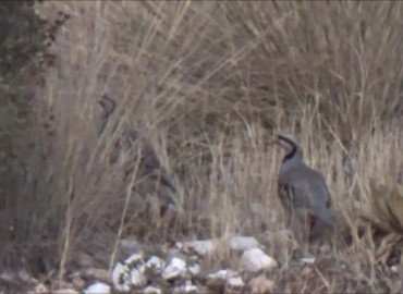 Alectoris chukar