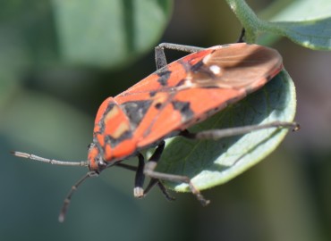 Spilostethus pandurus Scopoli, 1763