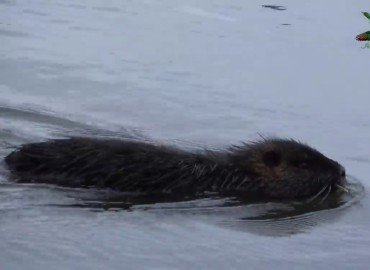 Myocastor coypus