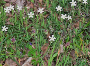 Stellaria holostea (Kuş Otu) – Ahmet Güngör, Samsun