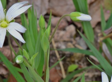 Stellaria holostea (Kuş Otu) – Ahmet Güngör, Samsun