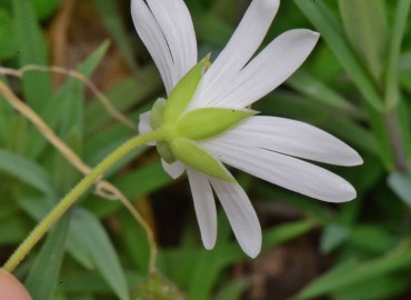 Stellaria holostea (Kuş Otu) – Ahmet Güngör, Samsun