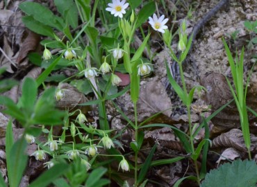 Stellaria holostea (Kuş Otu) – Ahmet Güngör, Samsun