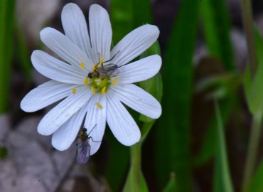 Stellaria holostea (Kuş Otu) – Ahmet Güngör, Samsun
