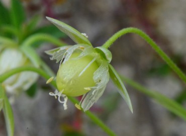 Stellaria holostea (Kuş Otu) – Ahmet Güngör, Samsun