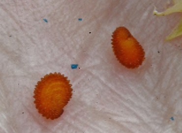 Stellaria holostea (Kuş Otu) – Ahmet Güngör, Samsun