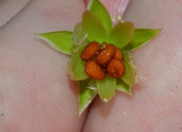Stellaria holostea (Kuş Otu) – Ahmet Güngör, Samsun