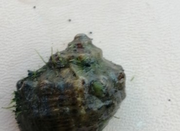 Rapana venosa (Valenciennes, 1846)