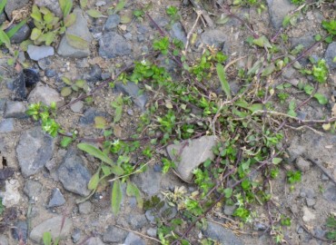 Stellaria pallida – Ahmet Güngör, Samsun