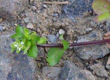 Stellaria pallida – Ahmet Güngör, Samsun