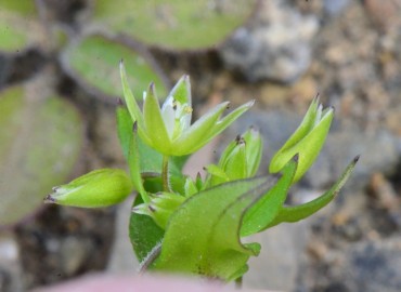 Stellaria pallida – Ahmet Güngör, Samsun