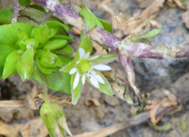 Stellaria pallida – Ahmet Güngör, Samsun