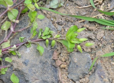 Stellaria pallida – Ahmet Güngör, Samsun
