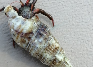 Clibanarius erythropus (Latreille, 1818) Holthuis, 1961 – Tolga Coşkun, Sinop
