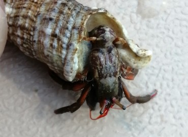 Clibanarius erythropus (Latreille, 1818) Holthuis, 1961 – Tolga Coşkun, Sinop