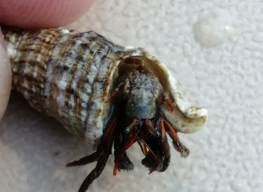 Clibanarius erythropus (Latreille, 1818) Holthuis, 1961 – Tolga Coşkun, Sinop