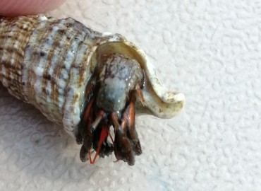 Clibanarius erythropus (Latreille, 1818) Holthuis, 1961 – Tolga Coşkun, Sinop