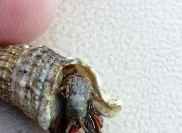 Clibanarius erythropus (Latreille, 1818) Holthuis, 1961 – Tolga Coşkun, Sinop