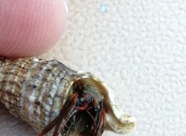 Clibanarius erythropus (Latreille, 1818) Holthuis, 1961 – Tolga Coşkun, Sinop