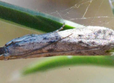 Phycitodes binaevella (Hübner, [1813]) – Ahmet Güngör, Samsun
