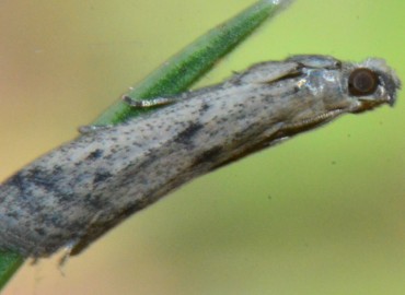 Phycitodes binaevella (Hübner, [1813]) – Ahmet Güngör, Samsun